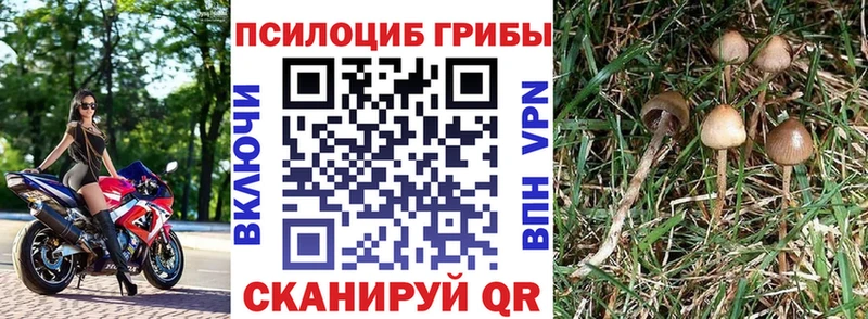 Псилоцибиновые грибы Magic Shrooms  цена   Елец 